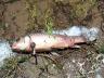 dead fish